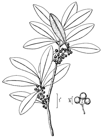 Sarvis Holly (Ilex amelanchier)