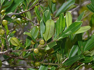 Dahoon Holly (Ilex cassine)
