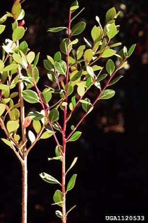 Large Gallberry (Ilex coriacea)