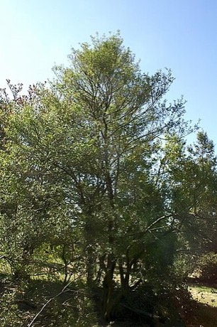 Myrtle Holly (Ilex myrtifolia)