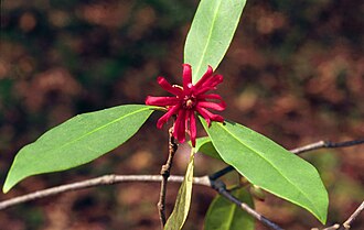 Florida Anise (Illicium floridanum)