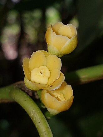 Yellow Anise Tree (Illicium parviflorum)