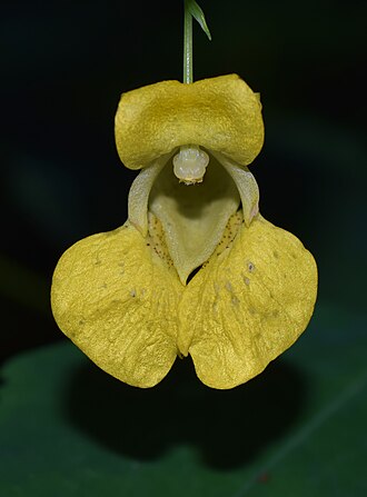 Yellow Jewelweed (Impatiens pallida)