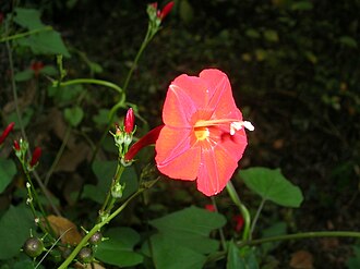 Scarlet Morning Glory (Ipomoea hederifolia)