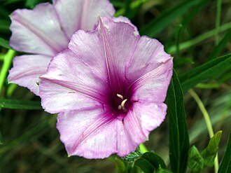 Bush Morning Glory (Ipomoea leptophylla)
