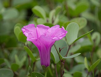 Railroad Vine (Ipomoea pes-caprae)