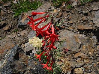 Scarlet Gilia (Ipomopsis aggregata)