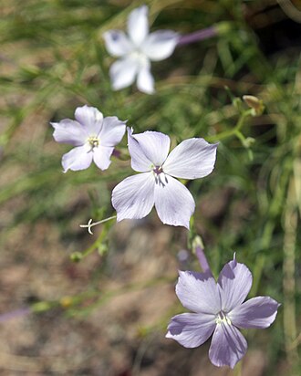 Flaxflowered Ipomopsis (Ipomopsis longiflora)