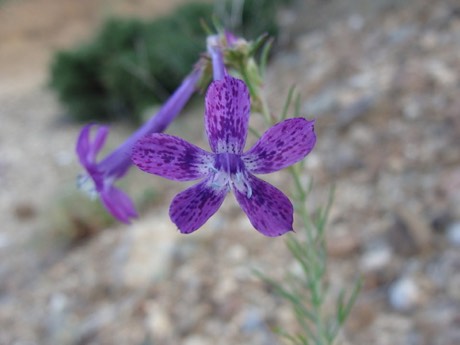 Thurber's Gilia (Ipomopsis thurberi)