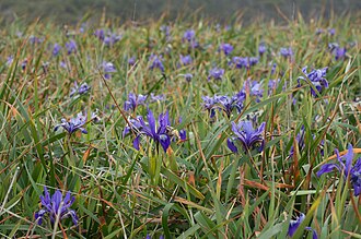 Douglas Iris (Iris douglasiana)