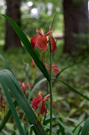 Copper Iris (Iris fulva)