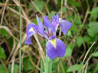 Dixie Iris (Iris hexagona)