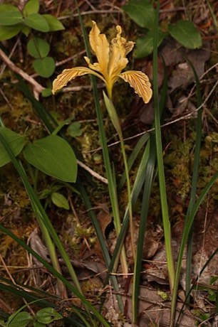 Del Norte Iris (Iris innominata)