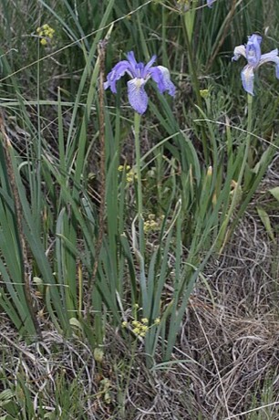 Rocky Mountain Iris (Iris missouriensis)