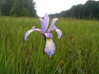 Slender Blue Flag (Iris prismatica)