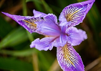 Oregon Iris (Iris tenax)
