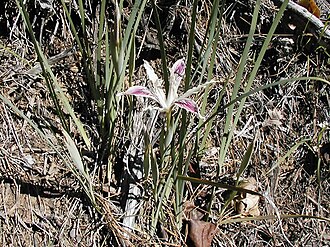 Shasta Iris (Iris tenuissima)