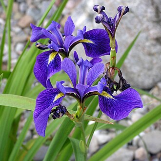 Northern Blue Flag Iris (Iris versicolor)