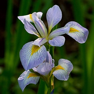 Virginia Iris (Iris virginica)