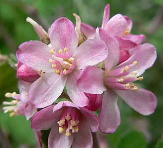 Cliffbush (Jamesia americana)