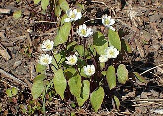 Twinleaf (Jeffersonia diphylla)