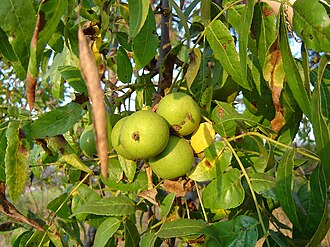 Southern California Walnut (Juglans californica)