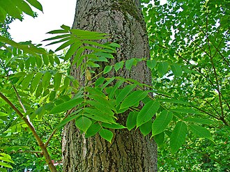 Butternut (Juglans cinerea)