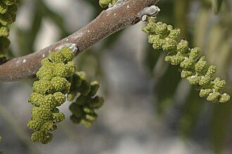 Little Walnut (Juglans microcarpa)