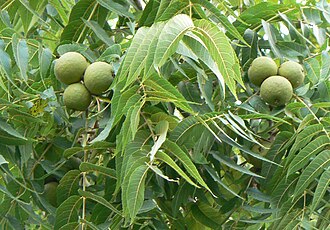 Black Walnut (Juglans nigra)