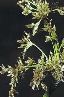 Black Needlerush (Juncus roemerianus)