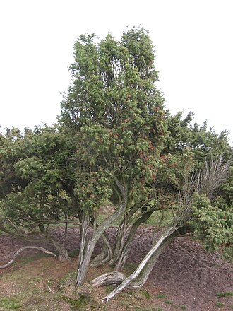 Common Juniper (Juniperus communis)