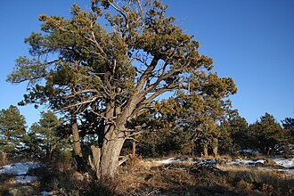 Alligator Juniper (Juniperus deppeana)