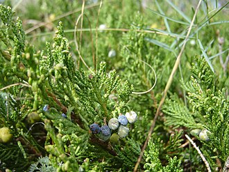Creeping Juniper (Juniperus horizontalis)