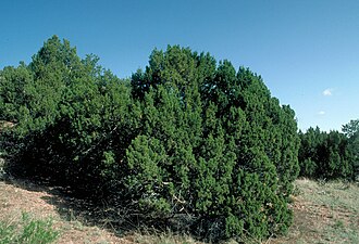 One-seed Juniper (Juniperus monosperma)
