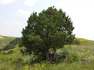 Rocky Mountain Juniper (Juniperus scopulorum)
