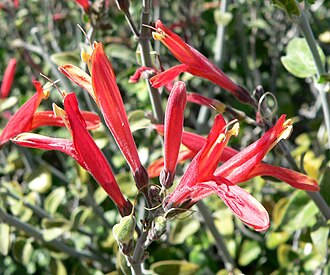 Chuparosa (Justicia californica)