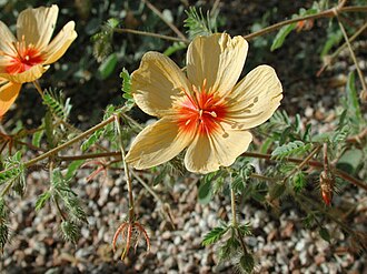 Arizona Poppy (Kallstroemia grandiflora)