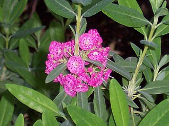 Sheep Laurel (Kalmia angustifolia)