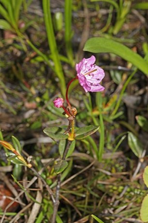 Western Bog Laurel (Kalmia microphylla)