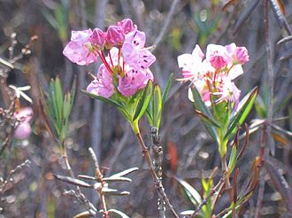 Bog Laurel (Kalmia polifolia)