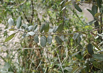Coyotillo (Karwinskia humboldtiana)