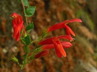 Heartleaf Keckiella (Keckiella cordifolia)