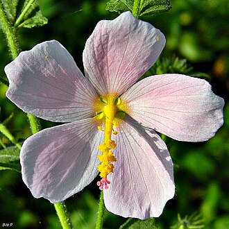 Seashore Mallow (Kosteletzkya virginica)