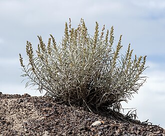 Winterfat (Krascheninnikovia lanata)