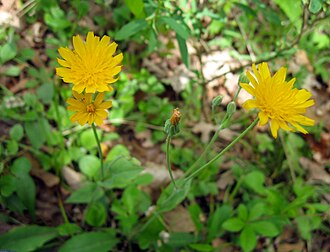 Two-flower Cynthia (Krigia biflora)
