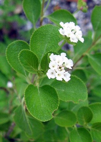 Buttonsage (Lantana involucrata)