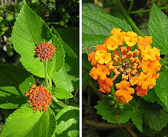 Texas Lantana (Lantana urticoides)