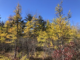 Tamarack (Larix laricina)