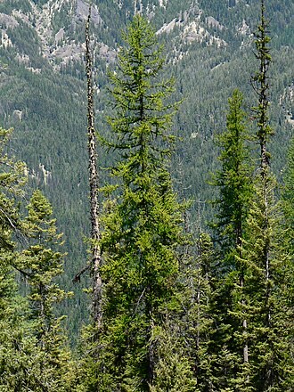 Western Larch (Larix occidentalis)