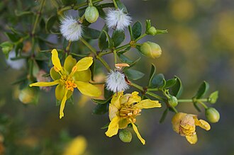 Creosote Bush (Larrea tridentata)
